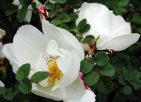 Nevada gehrt zu einer der ersten Rosen des Jahres - zu den Mairosen. Nevada wchst als groer Strauch (1,50 m) mit karminroten Holz, der sich mit handbreiten Blumen berzieht. Um die Staubgefe herum kruseln sich die kleinen Bltenbltter, zuerst in Wei und spter in Ros. Es handelt sich um eine echte Remontanrose, die in zwei groen Schben blht, und dazwischen trgt sie ber den Sommer verteilt nur hie und da ein paar Blten.